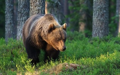 V Beskydech se pohybuje medvěd. Má kolem 100 kilogramů, vedení obce nabádá k opatrnosti