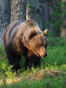 V Beskydech se pohybuje medvěd. Má kolem 100 kilogramů, vedení obce nabádá k opatrnosti