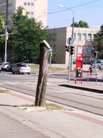 V Bratislave vyrúbali stromy bez povolenia a pobúrený je aj primátor Matúš Vallo. Z centra ubudla vzacná zeleň