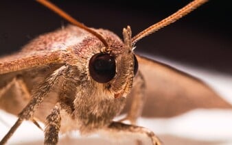 V Brně řádí štěnice. Dostaly se už i na vysokoškolské koleje