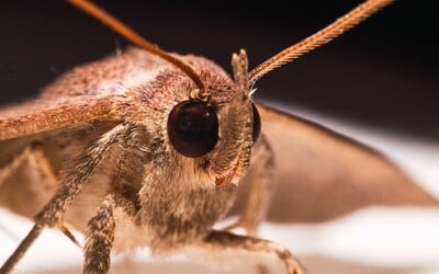 V Brně řádí štěnice. Dostaly se už i na vysokoškolské koleje