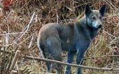 V Černobylu byli spatřeni modře zbarvení psi. Vysvětlení je jiné, než si myslíš