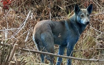 V Černobylu byli spatřeni modře zbarvení psi. Vysvětlení je jiné, než si myslíš