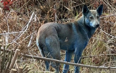 V Černobylu byli spatřeni modře zbarvení psi. Vysvětlení je jiné, než si myslíš