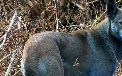 V Černobylu byli spatřeni modře zbarvení psi. Vysvětlení je jiné, než si myslíš