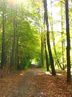 V Česku se letos vysadí 55 milionů stromů