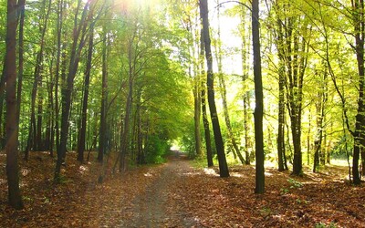 V Česku se letos vysadí 55 milionů stromů