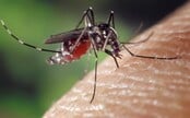 V Česku se přemnožili komáři, některé druhy mohou být velmi nebezpečné