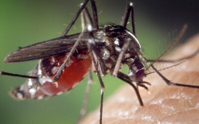 V Česku se přemnožili komáři, některé druhy mohou být velmi nebezpečné