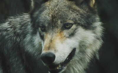 V Česku vznikl první pohotovostní štáb pro řešení problematických vlků