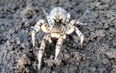 V Česku žije tato děsivě vypadající „tarantule“. Kde se vyskytuje a jaké jsou následky kousnutí?