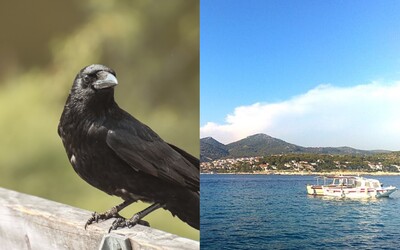 V Chorvatsku mají problémy s agresivními vránami. Útočí na turisty i domácí
