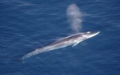 V Chorvatsku se objevila velryba. Podle úřadů může být nebezpečná