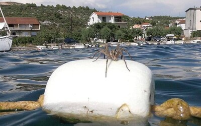 V Chorvatsku turisté narazili na obrovské pavouky. Jeden jim ochotně zapózoval v moři