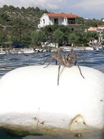V Chorvatsku turisté narazili na obrovské pavouky. Jeden jim ochotně zapózoval v moři
