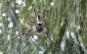 V Európe sa usádzajú nové druhy exotických pavúkov. Môžu prenášať choroby, mnohé sú jedovaté