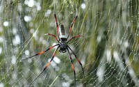 V Európe sa usádzajú nové druhy exotických pavúkov. Môžu prenášať choroby, mnohé sú jedovaté