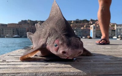 V Itálii vylovili uhynulou prasečí rybu. Jedná se o zvláštní druh žraloka 