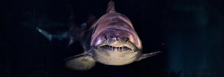 V Itálii vylovili uhynulou prasečí rybu. Jedná se o zvláštní druh žraloka 