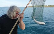 V Jadrane vylovili jednu z najjedovatejších rýb sveta. Jej jed je stokrát silnejší než kyanid