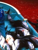 V Japonsku sa začal masaker, pri ktorom pobrežné vody zafarbí krv delfínov