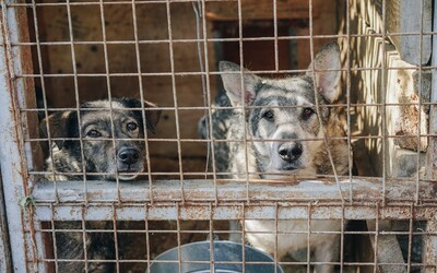 V Jižní Koreji zakážou konzumaci psího masa. V zemi se ročně sní přibližně milion psů