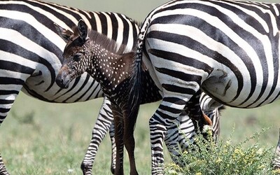 V Keni objevili unikátní mládě zebry, je hnědé a místo pruhů má bílé tečky