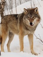 V Krkonoších byl potvrzen výskyt vlků, kolik smeček bylo napočítáno?