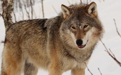 V Krkonoších byl potvrzen výskyt vlků, kolik smeček bylo napočítáno?