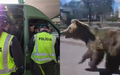 V Liptovskom Mikuláši sú kvôli medveďovi nasadené denné aj nočné hliadky. Plánujú ho nájsť a odstreliť