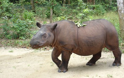 V Malajzii vyhynul druh vzácneho nosorožca