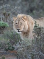 V Mexiku odhalili nelegální sbírku 10 tygrů, 6 jaguárů a 5 lvů. Zvířata byla v oblasti ovládané kartelem