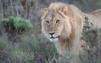 V Mexiku odhalili nelegální sbírku 10 tygrů, 6 jaguárů a 5 lvů. Zvířata byla v oblasti ovládané kartelem