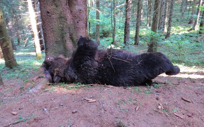V Národnom parku Veľká Fatra niekto zastrelil chráneného medveďa, páchateľa hľadá polícia