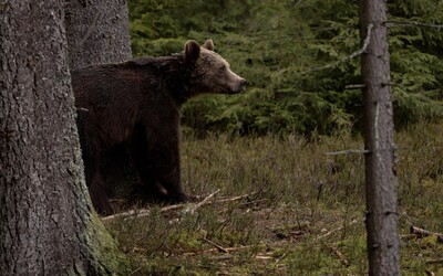 V Národnom parku Veľká Fatra útočil medveď. Muž utrpel hryzné poranenia