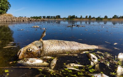 V Odře na hranici s Českem našli 30 kilo mrtvých ryb. Jde o druhý úhyn za poslední měsíc
