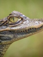 V Ostravě utekl krokodýl. Zhruba metr dlouhý predátor navíc už dva dny nejedl