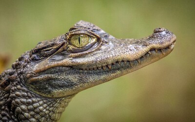 V Ostravě utekl krokodýl. Zhruba metr dlouhý predátor navíc už dva dny nejedl