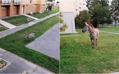 Na Slovensku se po sídlišti procházela zebra. Museli ji odchytit