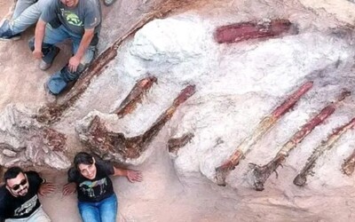 V Portugalsku našli 25 metrů dlouhou kostru dinosaura starou 150 milionů let
