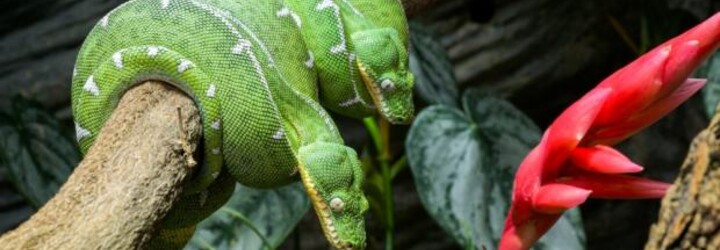 V Praze najdeš zeleného hada, který má hlavu jako pes a dlouhé tesáky