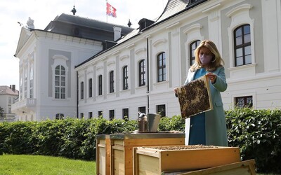 V Prezidentskej záhrade sú od dnešného dňa osadené včelie úle: Chcem poukázať na dôležitosť ochrany včiel, hovorí Zuzana Čaputová