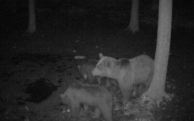 V Prievidzi sa pohybuje medvedica s mladými. Opakovane sa vyskytujú na mieste, ktoré navštevujú rodiny s deťmi