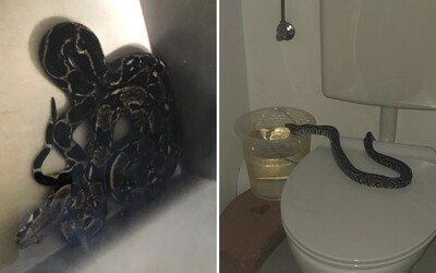 V Rakúsku sa v toalete tento týždeň z ničoho nič objavil už druhý had
