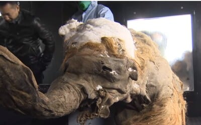 V Rusku z permafrostu profitují lovci mamutích pozůstatků. Byznys přesahuje 50 milionů eur ročně