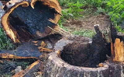 V Slovenskom raji horel strom. Spôsobil ho turista, ktorý chcel vydymiť sršne