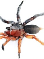 V Thajsku objavili obojpohlavného pavúka. Telo má rozpolené na samčiu a samičiu časť