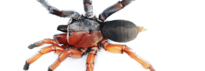 V Thajsku objavili obojpohlavného pavúka. Telo má rozpolené na samčiu a samičiu časť