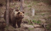 V Trenčianskom kraji sa pohyboval medveď, polícia varuje a vyzýva obyvateľov. Videli ho neďaleko železnice