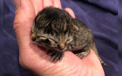 V USA sa narodilo dvojhlavé mačiatko. Unikátne zviera dokáže jednými ústami jesť a súčasne druhými mňaukať